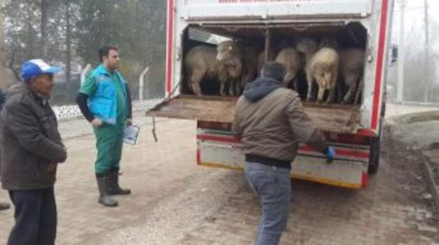 Çavdarhisar’da Genç Çiftçilere Küçükbaş Hayvan Dağıtıldı