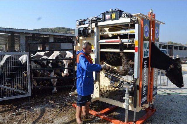 B&uuml;y&uuml;kbaş Hayvanlara Tırnak Bakımı Uyarısı 1