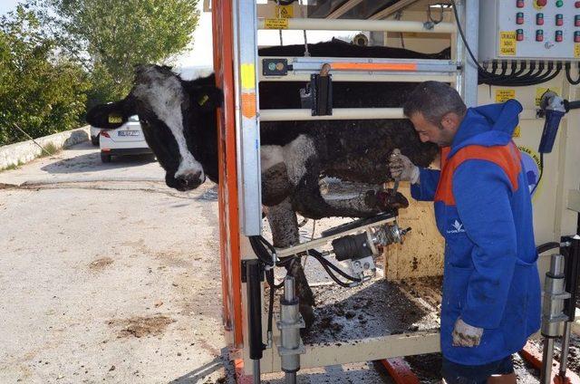 B&uuml;y&uuml;kbaş Hayvanlara Tırnak Bakımı Uyarısı 2