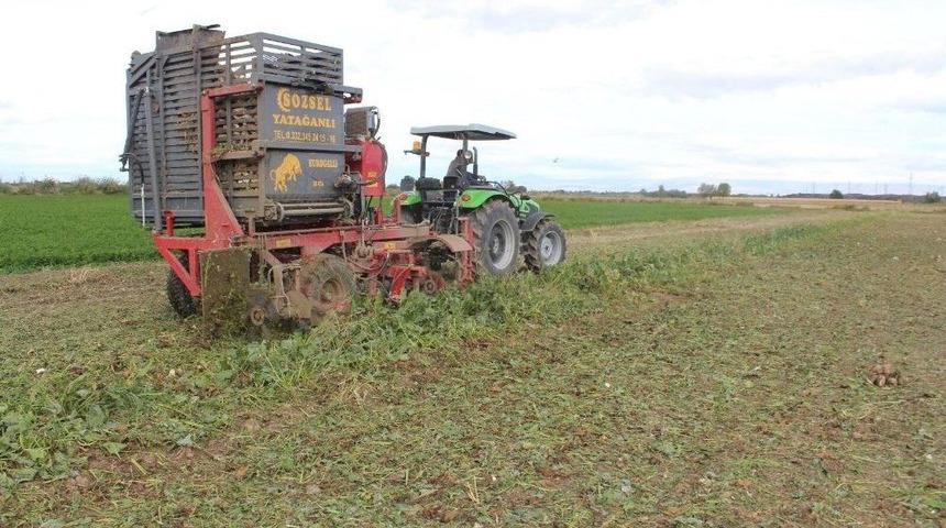 Iğdır&rsquo;da Pancar Hasadı Başladı