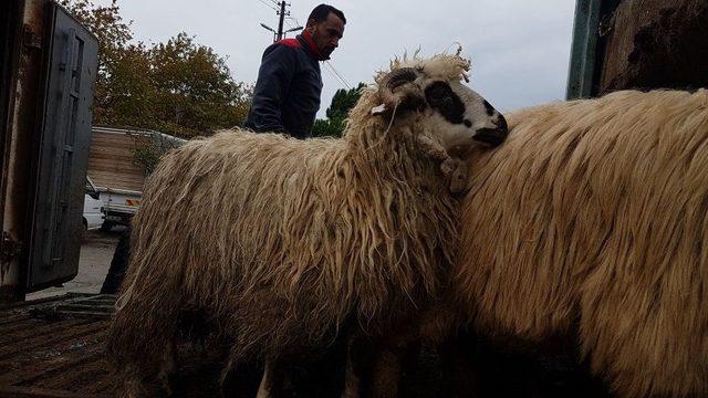 Romanya’dan Gelen 148 Koyun Amasralılara Teslim Edildi