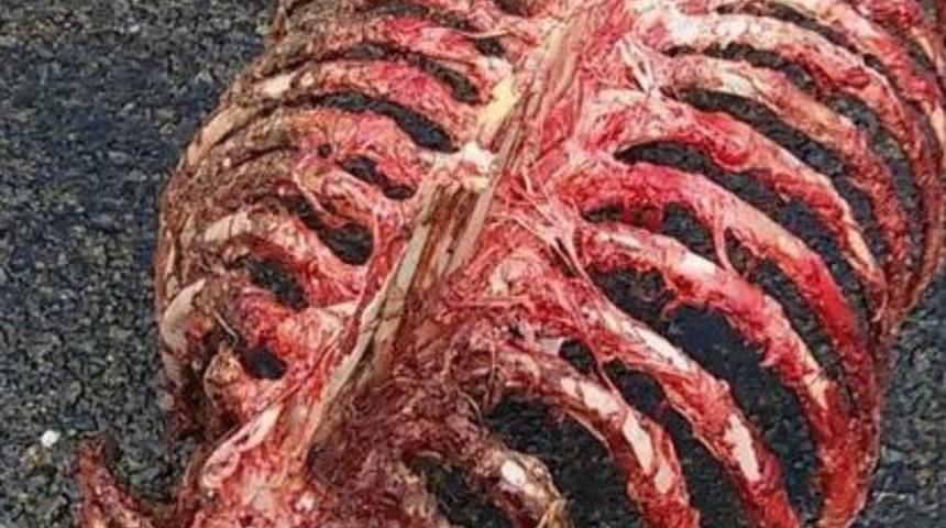 Ayıların Saldırdığı Attan Geriye Sadece İskeleti Ve Derisi Kaldı