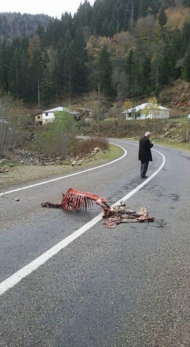 Ayıların Saldırdığı Attan Geriye Sadece İskeleti Ve Derisi Kaldı