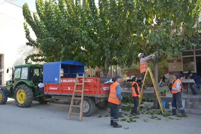 Ağaçlar Kışa Hazırlanıyor