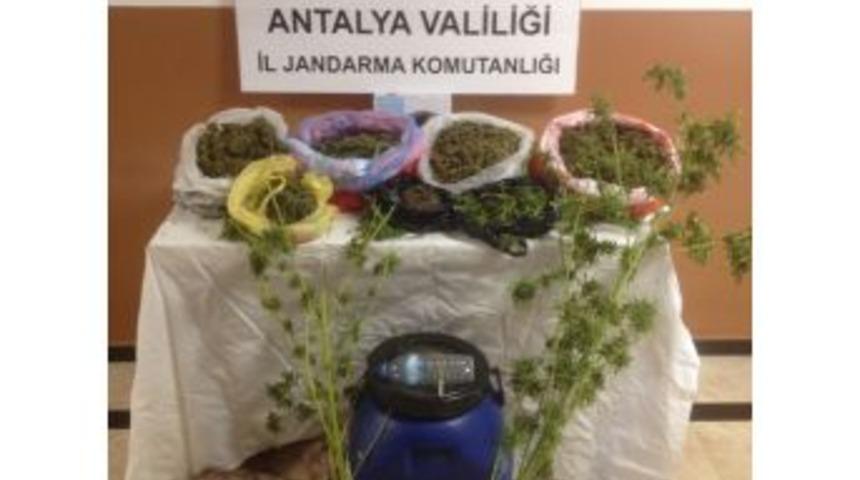 Avakado Ağa&ccedil;ları &Uuml;zerinde Uyuşturucu Ele Ge&ccedil;irildi