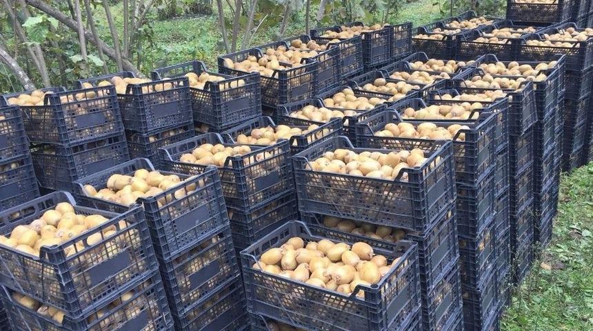 Kivi &Uuml;reticisi Memnun