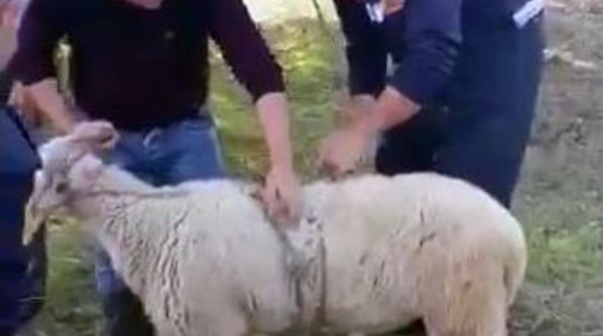 Milas&rsquo;ta Kuyuya D&uuml;şen Kuzuları İtfaiye Kurtardı