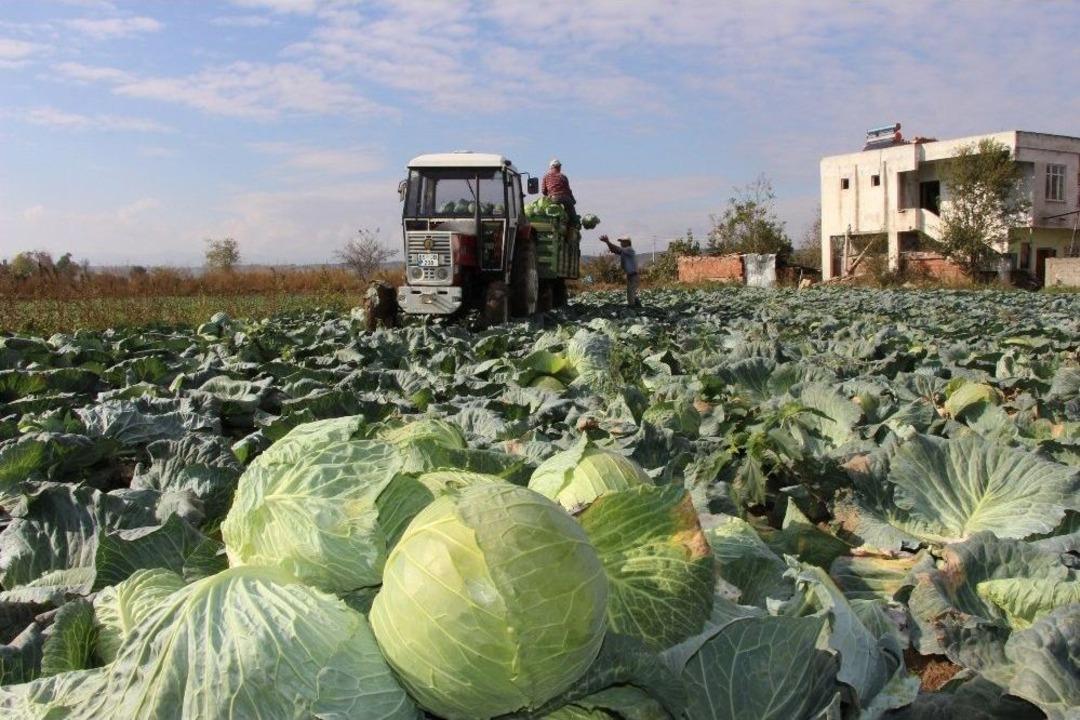 Bafra Ovası&rsquo;nda Lahana Hasadına Başlandı
