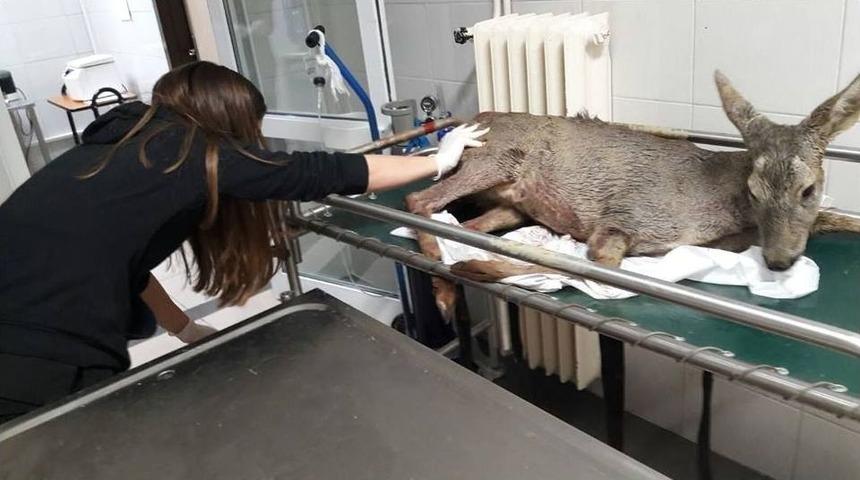 Yaralı Hayvanlar Tedavi Altına Alındı