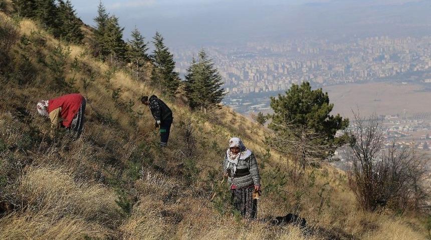 Ali Dağı Kayseri&rsquo;nin Akciğeri Olacak