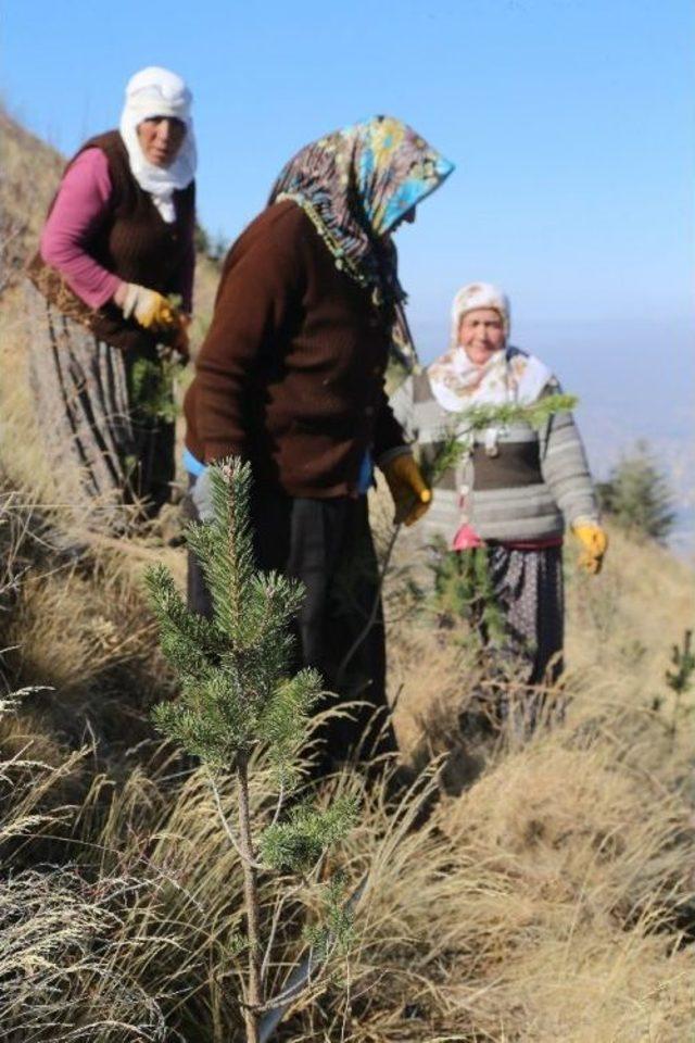 Ali Dağı Kayseri&rsquo;nin Akciğeri Olacak 1