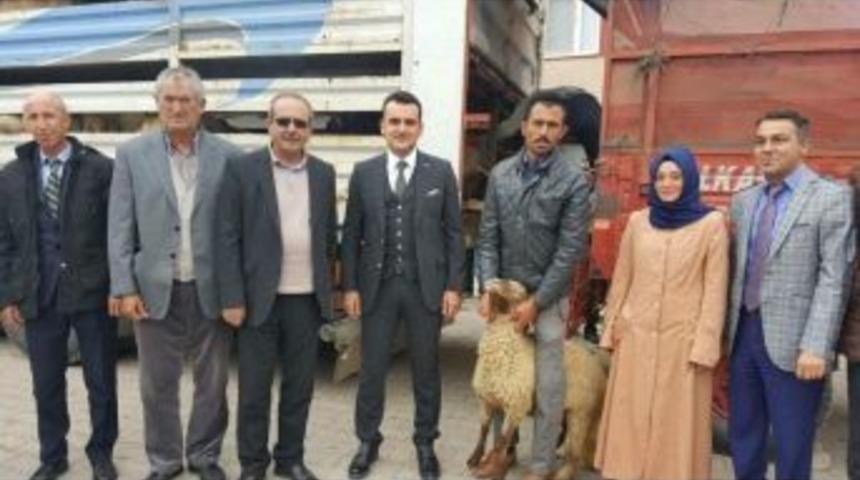 Aslanapa&rsquo;da 222 Adet K&uuml;&ccedil;&uuml;kbaş Hayvan Dağıtıldı