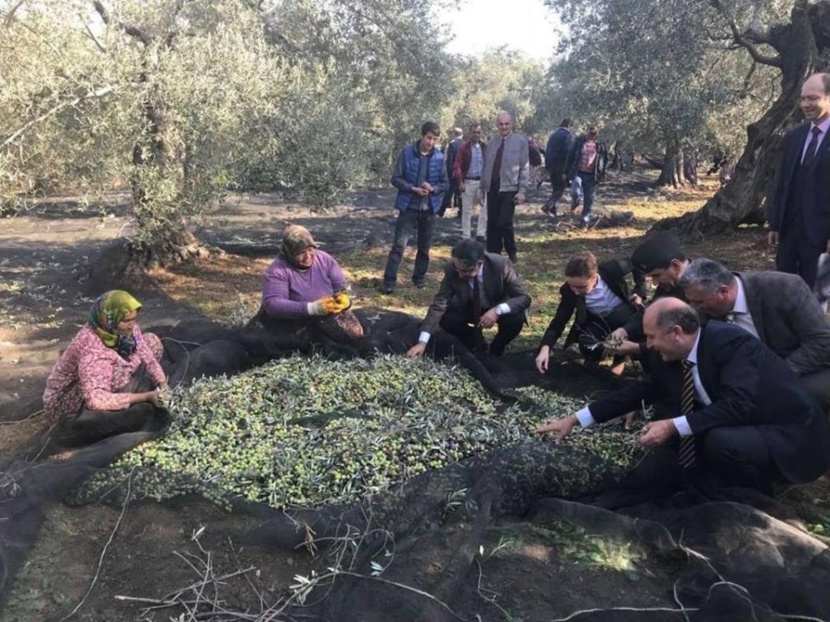 Havran Protokol&uuml; Zeytin Topladı