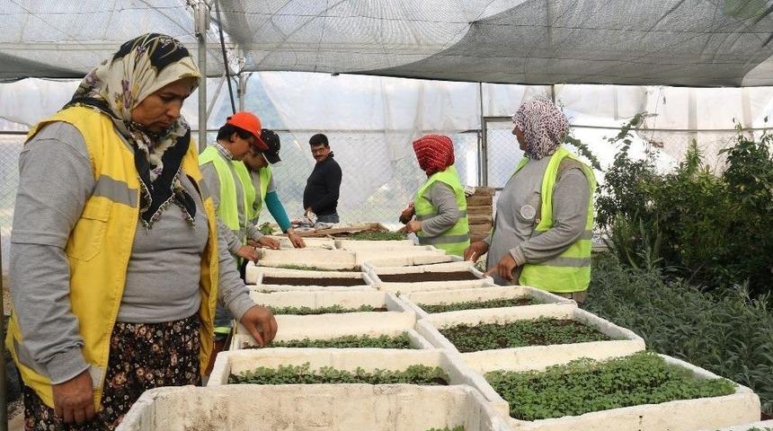 Akdeniz Fidanlığında 150 Bin Adet &Ccedil;i&ccedil;ek &Uuml;retildi