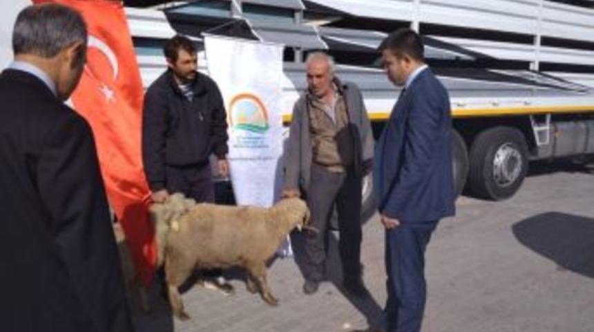 Emet&rsquo;te 3 &Ccedil;ift&ccedil;iye 111 K&uuml;&ccedil;&uuml;kbaş Hayvan Dağıtıldı