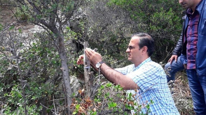 Yalova&rsquo;da 19 Bin 750 Ağaca Aşılama Yapılacak