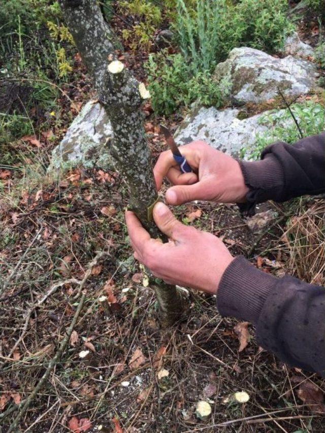 Yalova&rsquo;da 19 Bin 750 Ağaca Aşılama Yapılacak 1