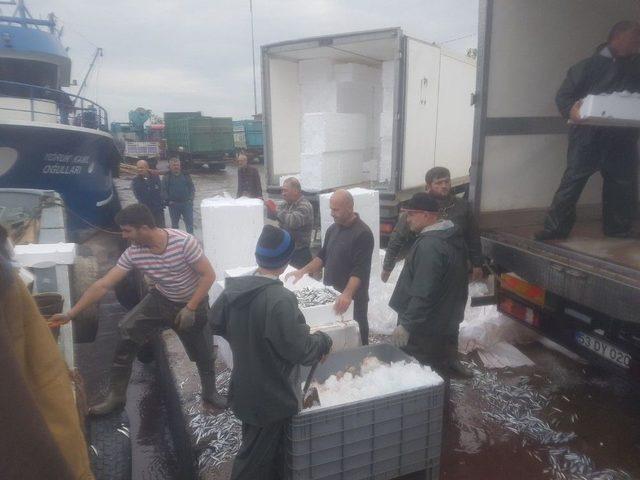 Rize&rsquo;de Hamsi Bereketi 1