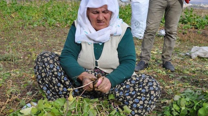 Muş&rsquo;ta Şalgam Hasadına Başlandı