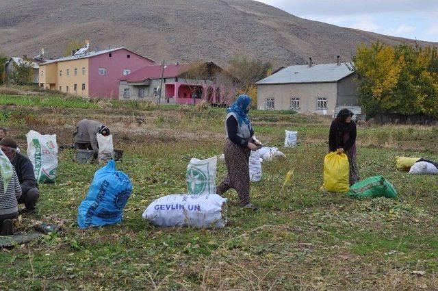 Muş&rsquo;ta Şalgam Hasadına Başlandı 1