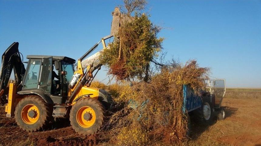 (&ouml;zel Haber) Y&uuml;zlerce Nar Ağacını Kep&ccedil;eyle S&ouml;kt&uuml;