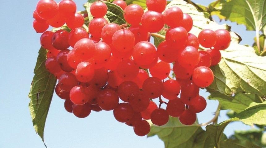 B&ouml;brek Taşlarına Y&uuml;zde Y&uuml;z Doğal Gilaburine Form&uuml;l&uuml;