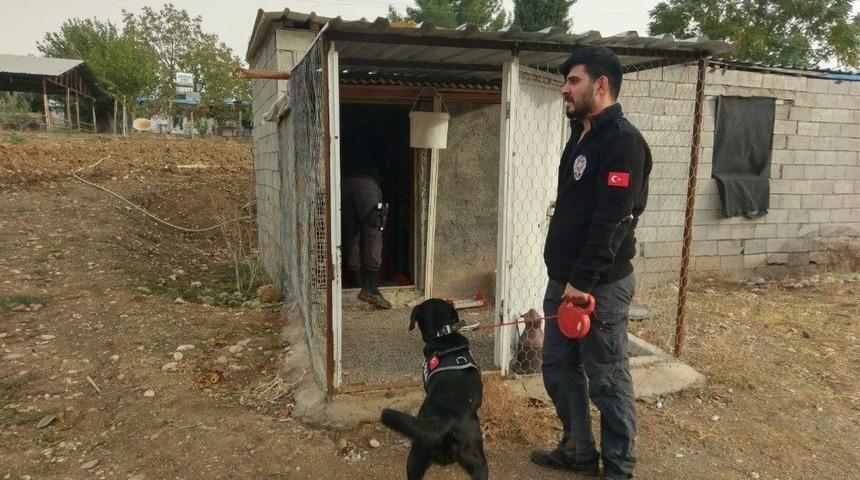 Güvercin Kümesinde Uyuşturucu Bulundu