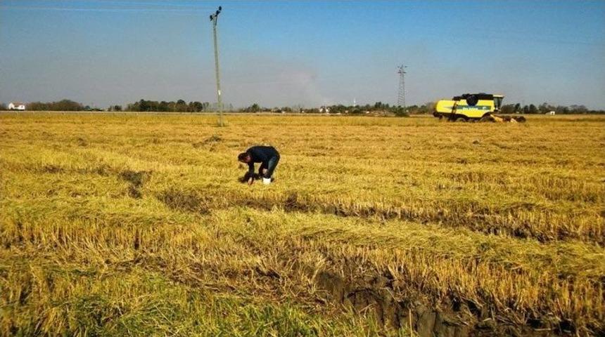 Samsun&rsquo;da &Ccedil;eltik Hasadından 130 Bin 27 Ton &Uuml;r&uuml;n Elde Edildi