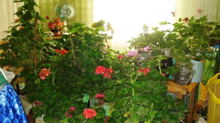 Evin Odasını Botanik Bah&ccedil;esine D&ouml;n&uuml;şt&uuml;rd&uuml;