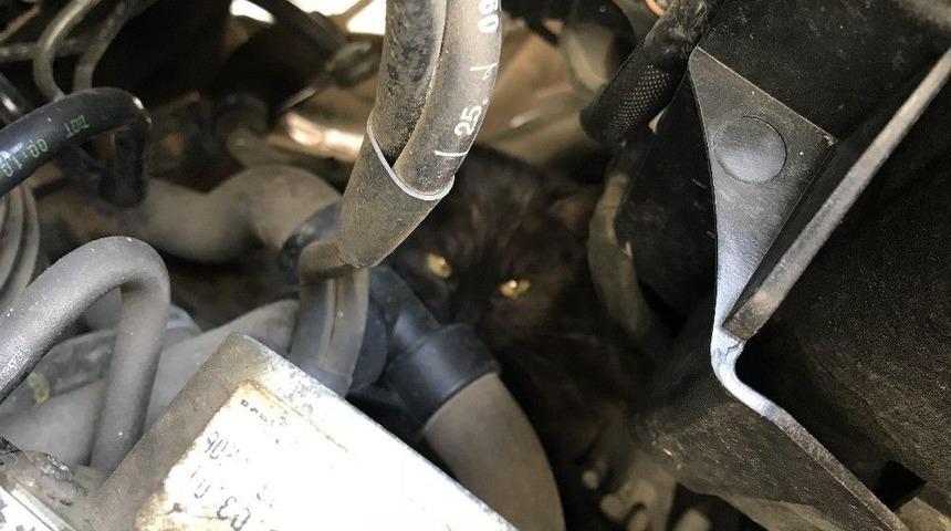 Otomobil Motoruna Giren Kedi 2 Saatte Kurtarıldı