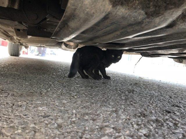 Otomobil Motoruna Giren Kedi 2 Saatte Kurtarıldı 1