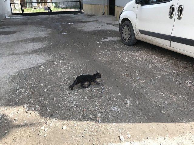 Otomobil Motoruna Giren Kedi 2 Saatte Kurtarıldı 2