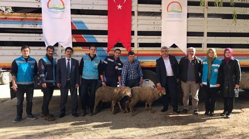 Hisarcık&rsquo;ta 37 Koyun Hibe Olarak Dağıtıldı