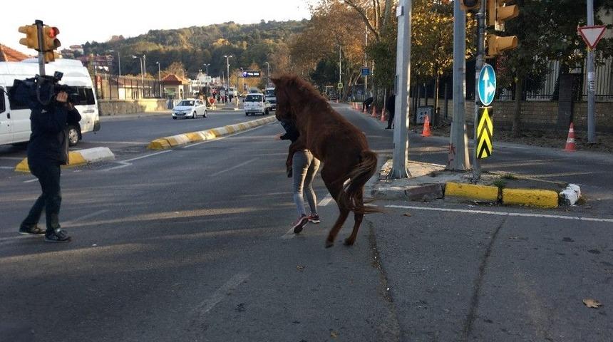 Sarıyer&rsquo;de Başıboş Atın Vatandaşlara Saldırdığı Anlar Kamerada