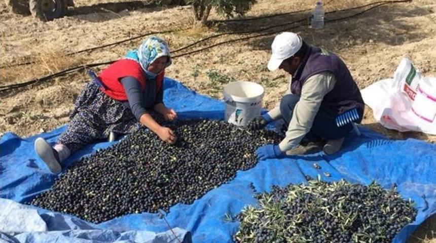 Zeytinin Kilosu 5 Liraya D&uuml;şt&uuml;