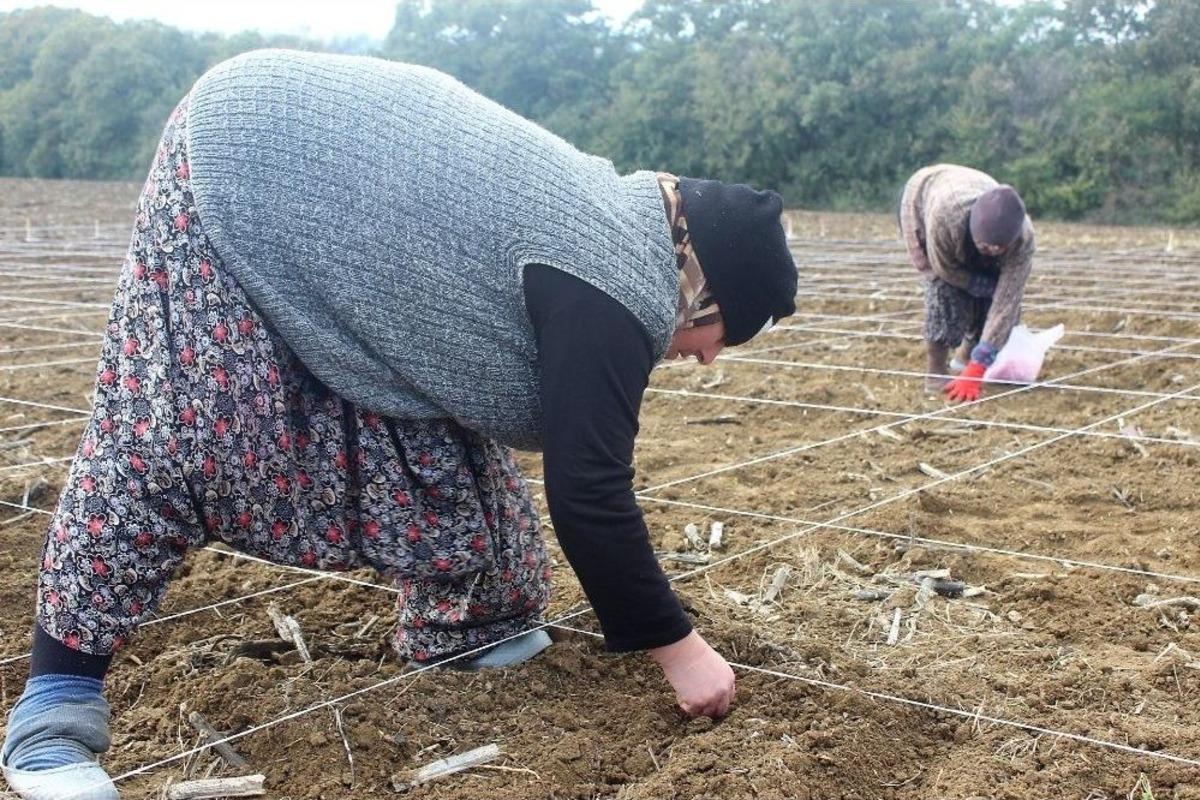 (&ouml;zel Haber) Milli Tohumlar Kadın Eliyle Ekiliyor