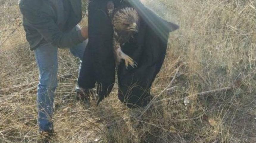 Ka&ccedil;ak Avcılar Kartal Vurdu