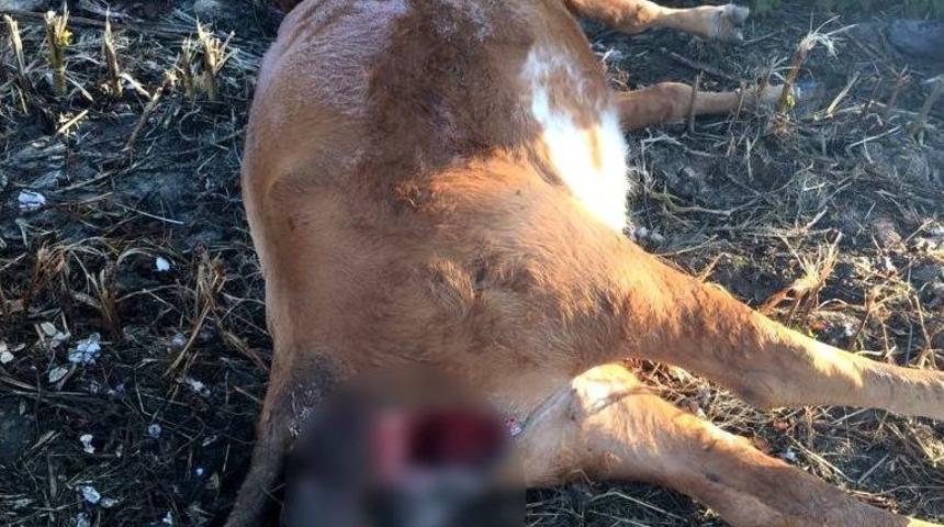 Gebe İki B&uuml;y&uuml;kbaş Hayvanı T&uuml;fekle Kafasından Vurdular