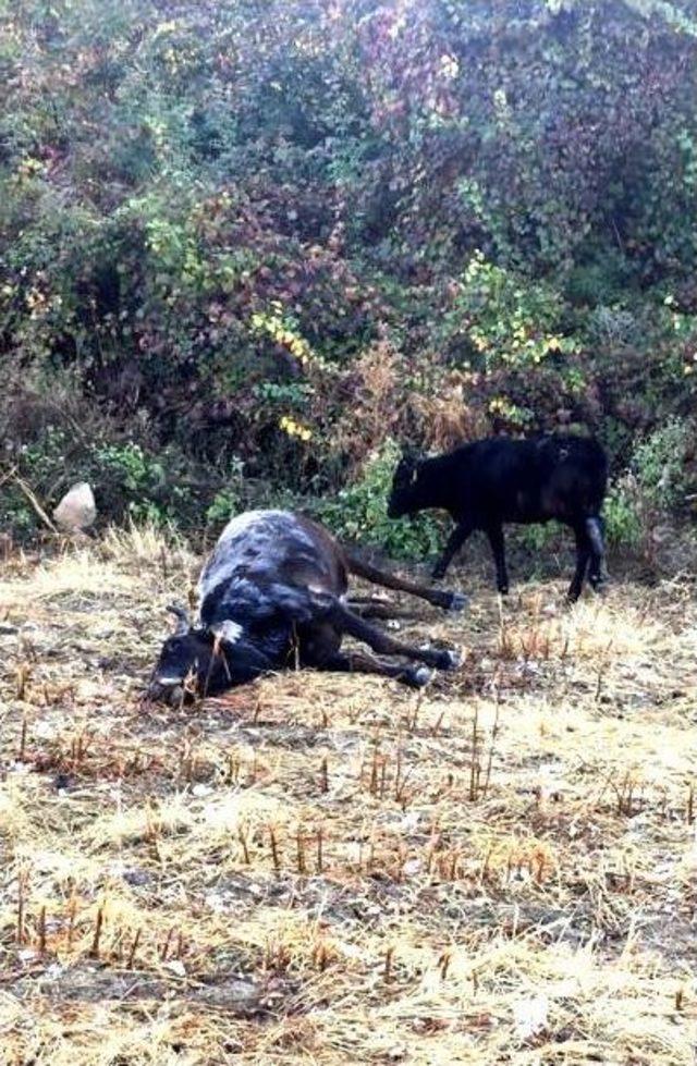 Gebe İki Büyükbaş Hayvanı Tüfekle Kafasından Vurdular