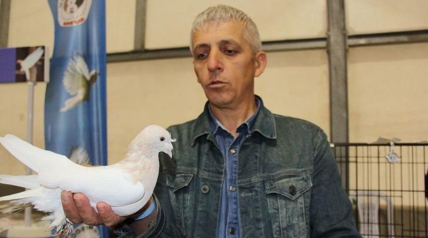 (&ouml;zel Haber)d&uuml;nya&rsquo;da Eşi Olmayan 100 Bin Tl&rsquo;lik G&uuml;vercinler Fiyatıyla Şaşırtıyor