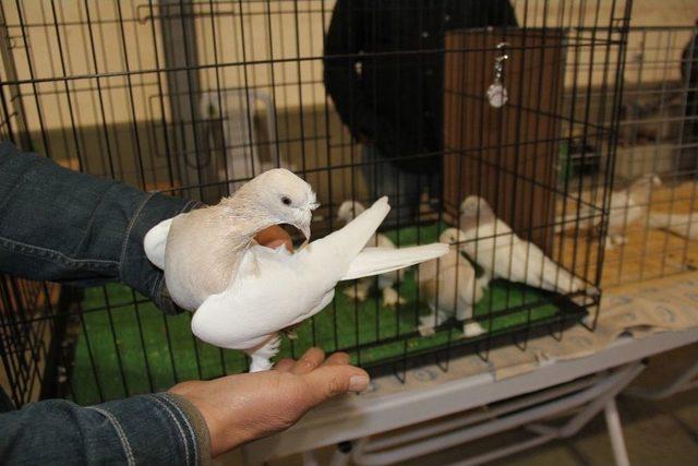 (&ouml;zel Haber)d&uuml;nya&rsquo;da Eşi Olmayan 100 Bin Tl&rsquo;lik G&uuml;vercinler Fiyatıyla Şaşırtıyor 1