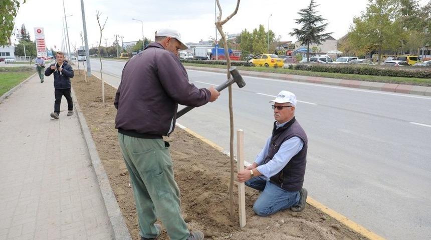 Talatpaşa Caddesine Oya Ağacı Fidanı