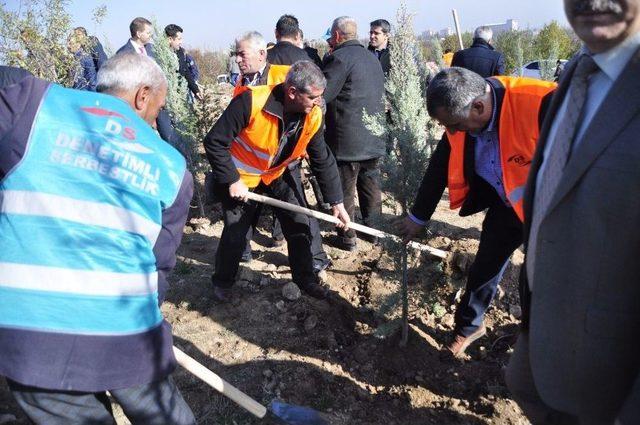 Denetimli Serbestliğe Tabi 500 Yükümlü Fidan Dikti