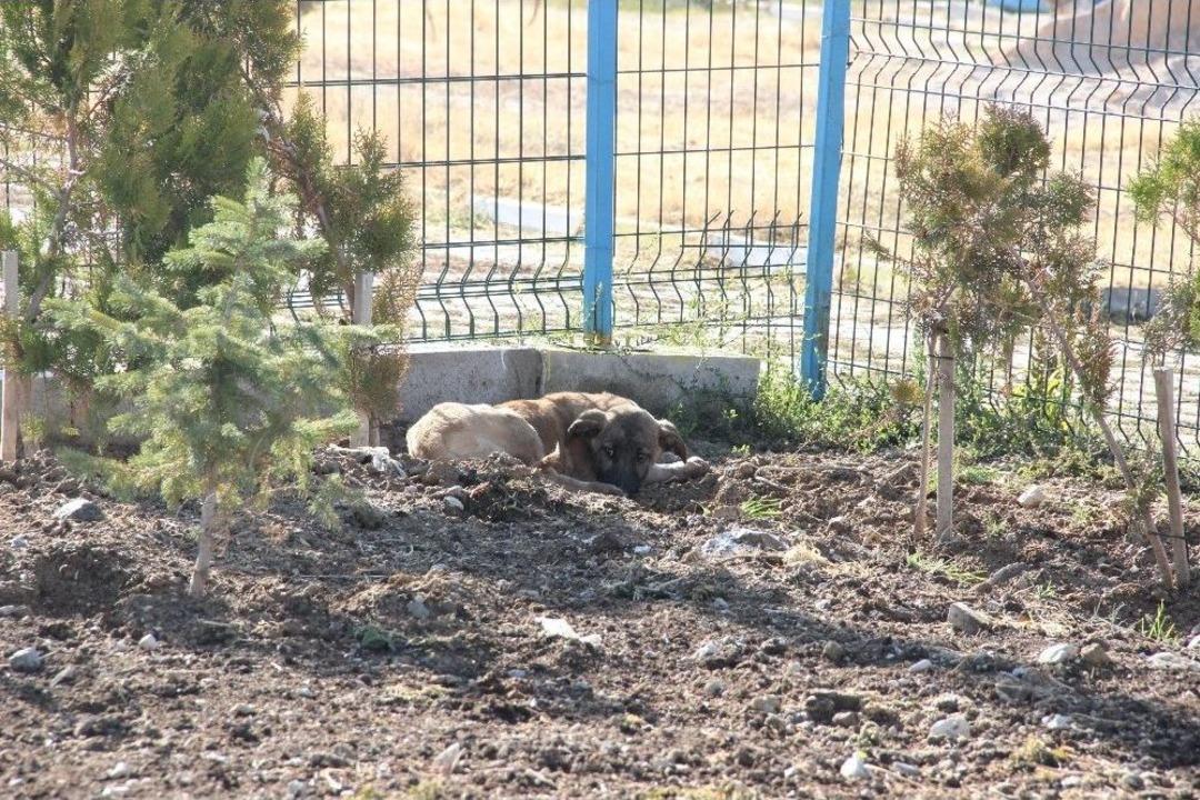 Yavru K&ouml;pekler Duyarlı Vatandaşlar Sayesinde &Ouml;lmekten Son Anda Kurtarıldı
