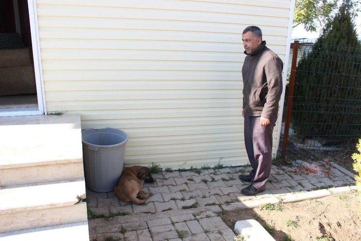 Yavru Köpekler Duyarlı Vatandaşlar Sayesinde Ölmekten Son Anda Kurtarıldı G1