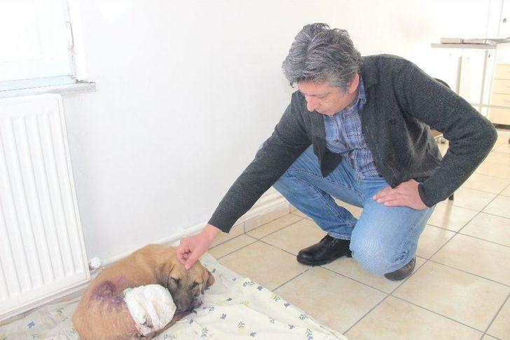 Yavru Köpekler Duyarlı Vatandaşlar Sayesinde Ölmekten Son Anda Kurtarıldı G2