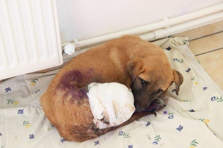 Yavru Köpekler Duyarlı Vatandaşlar Sayesinde Ölmekten Son Anda Kurtarıldı G3