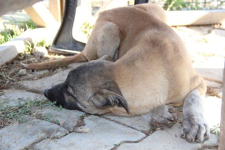 Yavru Köpekler Duyarlı Vatandaşlar Sayesinde Ölmekten Son Anda Kurtarıldı G4