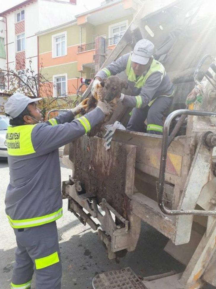 Yavru Köpekler Duyarlı Vatandaşlar Sayesinde Ölmekten Son Anda Kurtarıldı G5