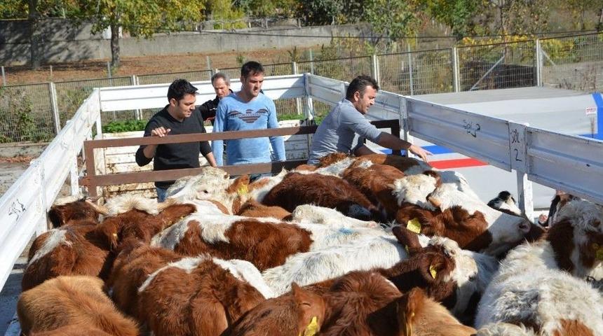 Gen&ccedil; &Ccedil;ift&ccedil;iler Hayvanlarına Kavuştu